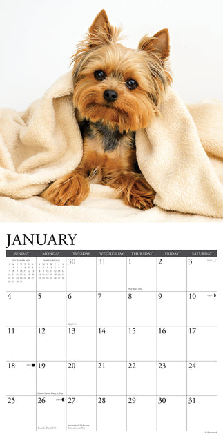 Willow Creek Yorkshire Terrier Kalender 2026
