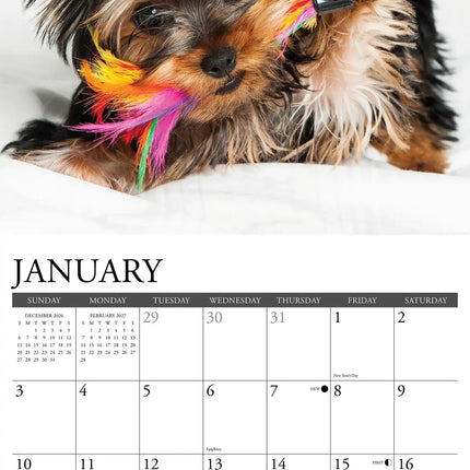 Willow Creek Yorkshire Terrier Puppies Kalender 2027