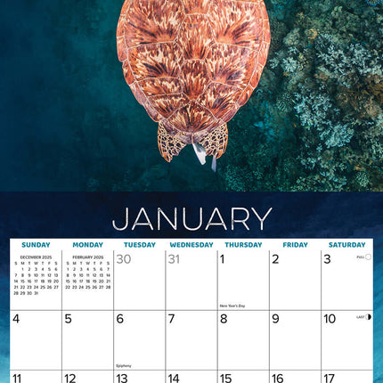 Willow Creek Zee Schildpadden Kalender 2027